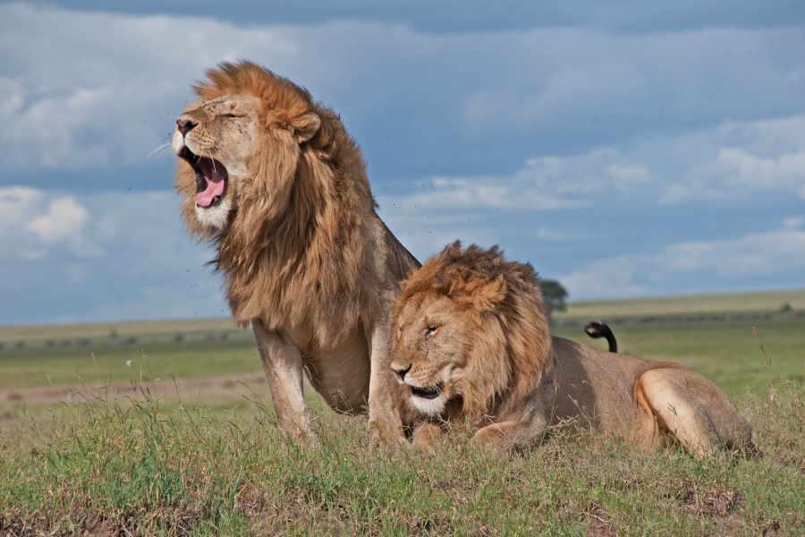 Maasai Mara